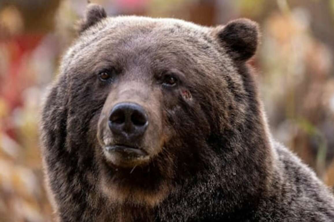 Two female grizzlies killed by trains in Banff National Park