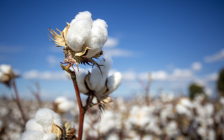  Cotton farmers using regenerative practices boost profits by 35 per cent 