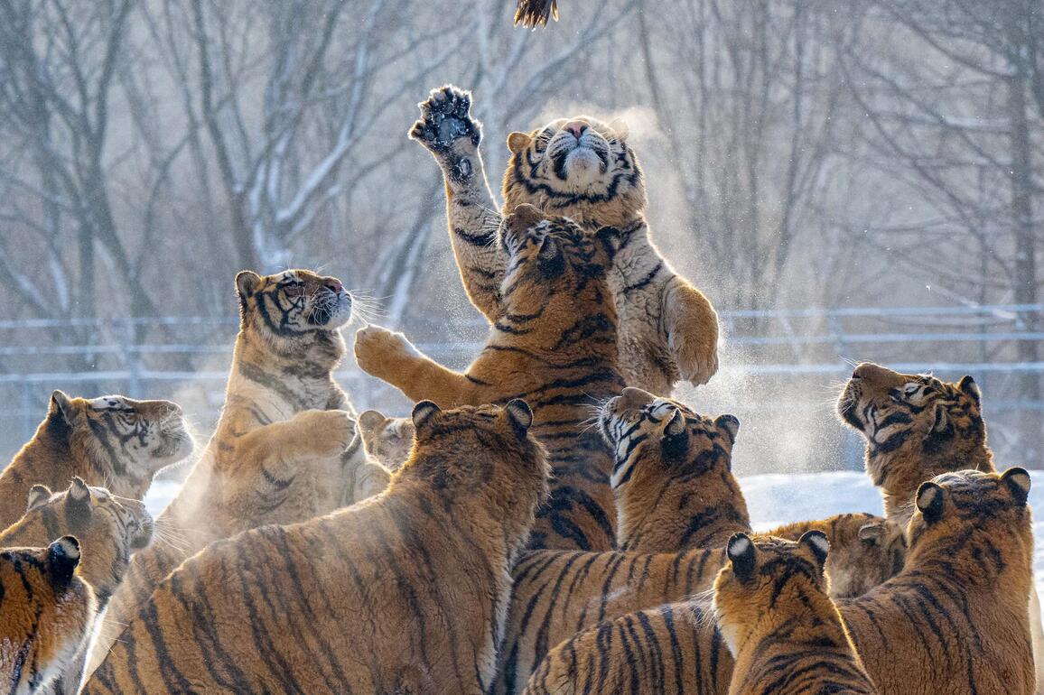 #CHINA-HEILONGJIANG-HAILIN-SNOW-TIGERS (CN)