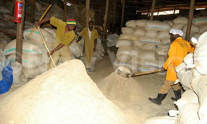 In Harvest Money:Ssentamu reaps big from feed mill In Harvest Money:Ssentamu reaps big from feed mill