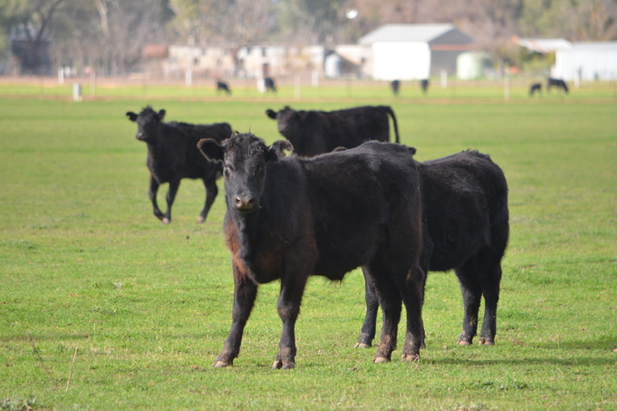 Victorian cattle producers are now able to use virtual fencing technology.