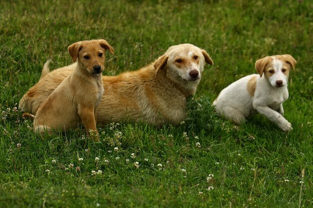 Dog lover bitten by Iran sanctions media