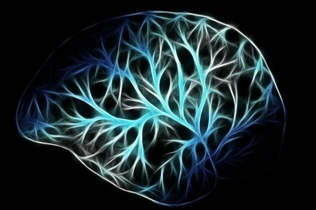 Study identifies estrogen-regulated brain circuit that helps women control obesity
