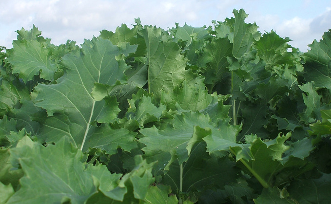 Forage crops have suffered owing to continued hot conditions Forage crops have suffered owing to continued hot conditions