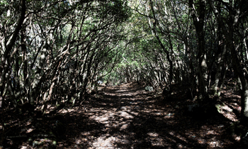 Suicide forest1 350x210