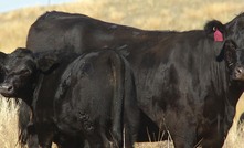  Production focus: A profitable beef cow must be able to have a live calf unassisted, wean it to an acceptable age and weight and re-join early. Photo: Pamela Lawson