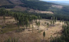 Explorer believes it is dealing with a large, high-grade gold system at Shovelnose