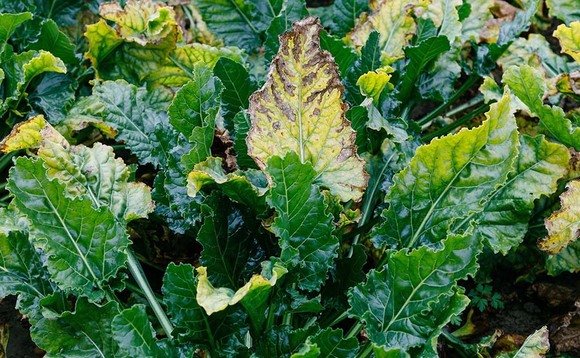 Sugar beet growers will have access to neonicotinoid seed dressing this season