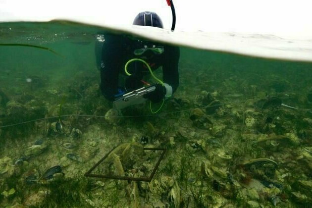 How could we clean up the algal bloom?