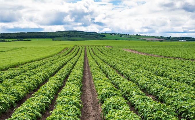 Accurate and early PCN detection through soil testing will help growers effectively combat this pest