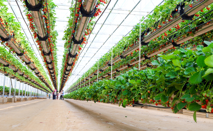 Planting the seeds for better vertical farm crops