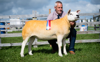 Texel wins supreme sheep title at Dumfries Show 