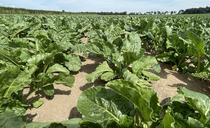 Elveden Estate trial: Regenerative farming boosts soil health but challenges sugar beet yields