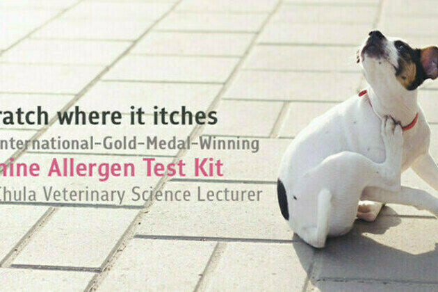 Scratch where it itches - An International-Gold-Medal-Winning Canine Allergen Test Kit by Chula Veterinary Science Lecturer