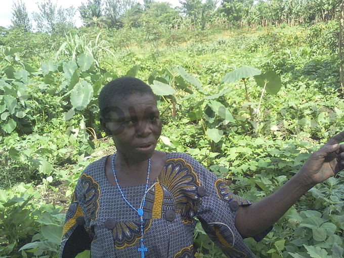 asika race one of the beneficiaries in her beans garden hoto by ilson siimwe