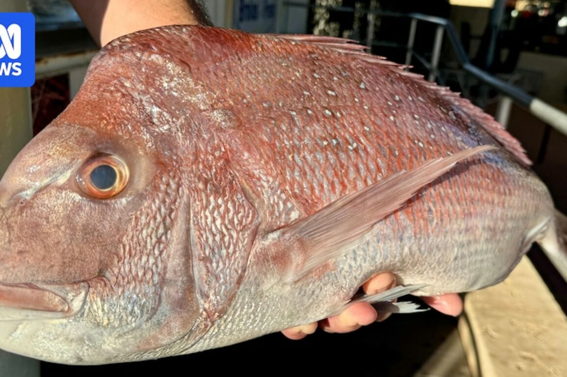 WA fishers say federal plans to protect more ocean will increase seafood prices