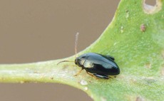 New traffic light system for tackling flea beetle in OSR