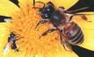 Honeybees waggle their message without sunlight