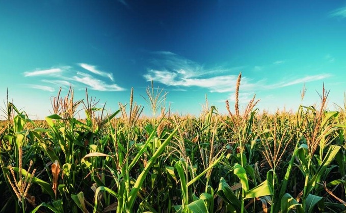 Maize choices for drilling this spring