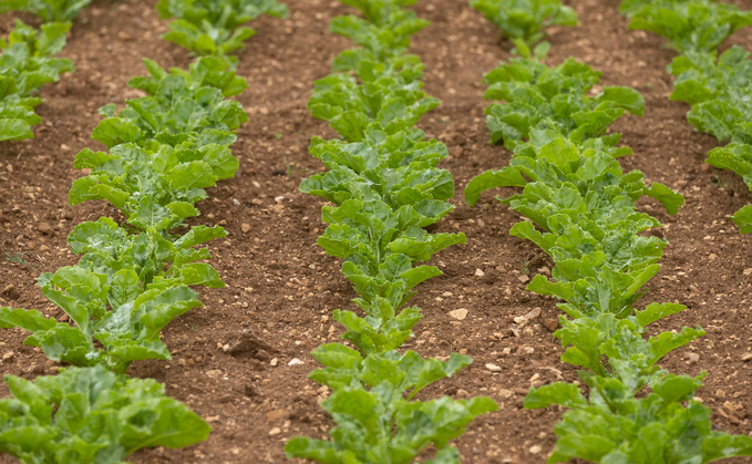 Spring weed control: Meeting the challenges of sugar beet weed control