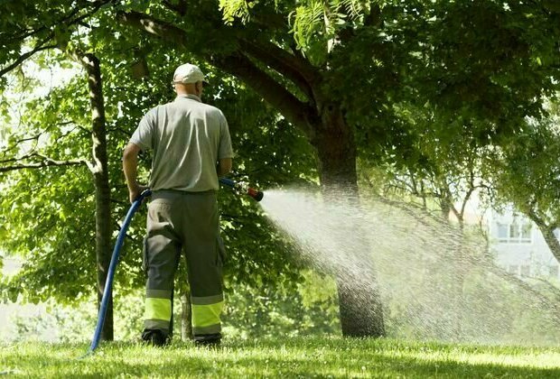 To keep your cool in a heatwave, it may help to water your trees