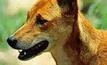 Dingoes rejected as cure for wild dogs