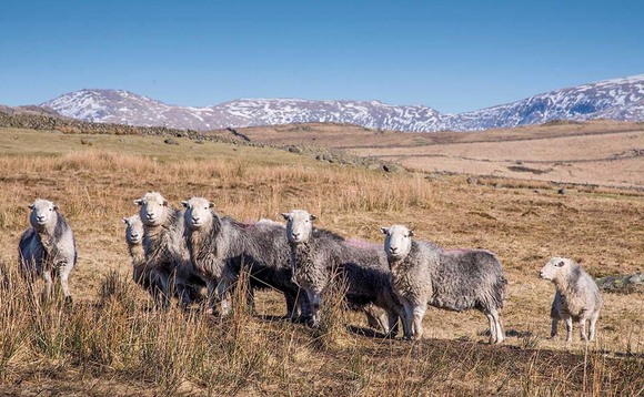 Foot-and-mouth 20 Years On: Sheep breeds battle for survival