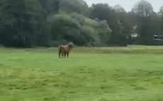Police shoot 'dangerous' bull after it escapes from abattoir