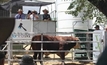 Livestock auctions go online