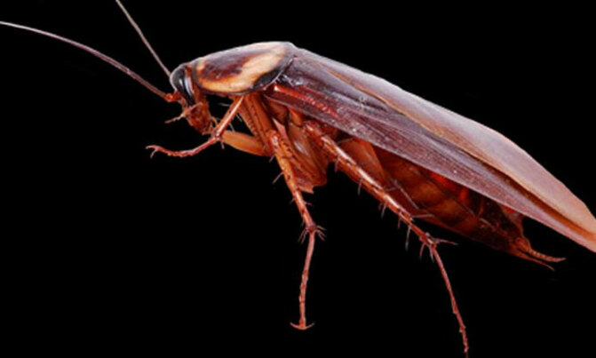 Doctors find a live cockroach in woman's skull Doctors find a live cockroach in woman's skull