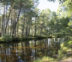 'Superpower': Report argues UK's National Parks could become 'landscape-scale' carbon sinks