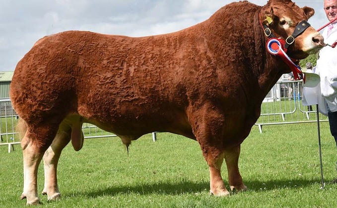 Limousins claim top awards at South of England Show