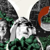 The iconic California avocado is in trouble, and this farmer is fighting to save it
