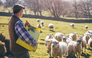 Upland sheep farmers in Scotland to receive share of £6.6m fund