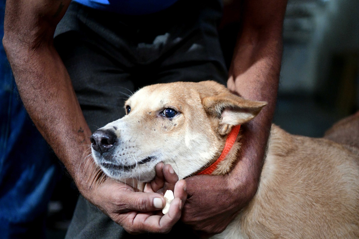Delhi Government decides to declare Human Rabies a "Notifiable Disease"
