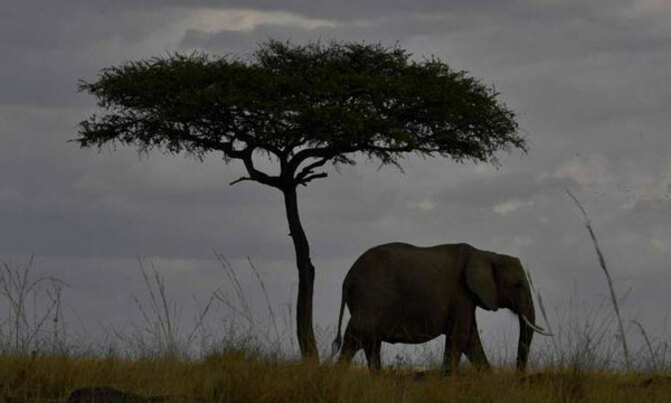 Two Tanzanians trampled to death by elephants Two Tanzanians trampled to death by elephants