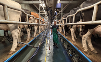 Organic Devonshire dairy farm benefits from monitoring technology
