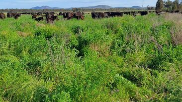 Paul Sinderberry has increased pasture longevity, reduced bloat risks and improved crop production by incorporating biserrula into his farming operation.