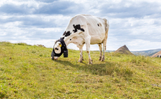 Zelp launches 'cow wearable' to measure cattle methane emissions