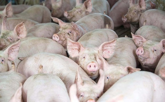 Government introduces controls on pork to reduce ASF risk