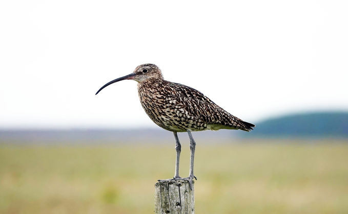 Preventing extinction of ground nesting birds should be national priority, says survey