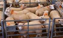  Livestock experts urge bluetongue vaccination for stronger sales
