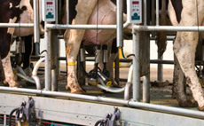 Reduce antimicrobial use through early mastitis detection this summer