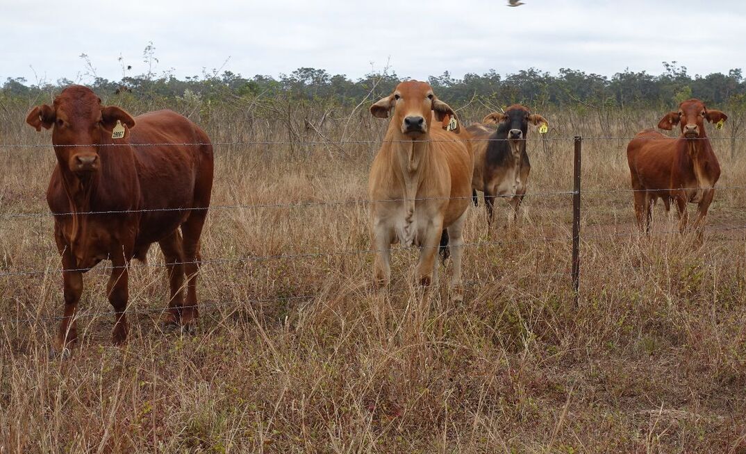 AI models developed as part of a global competition show promise for pasture management.