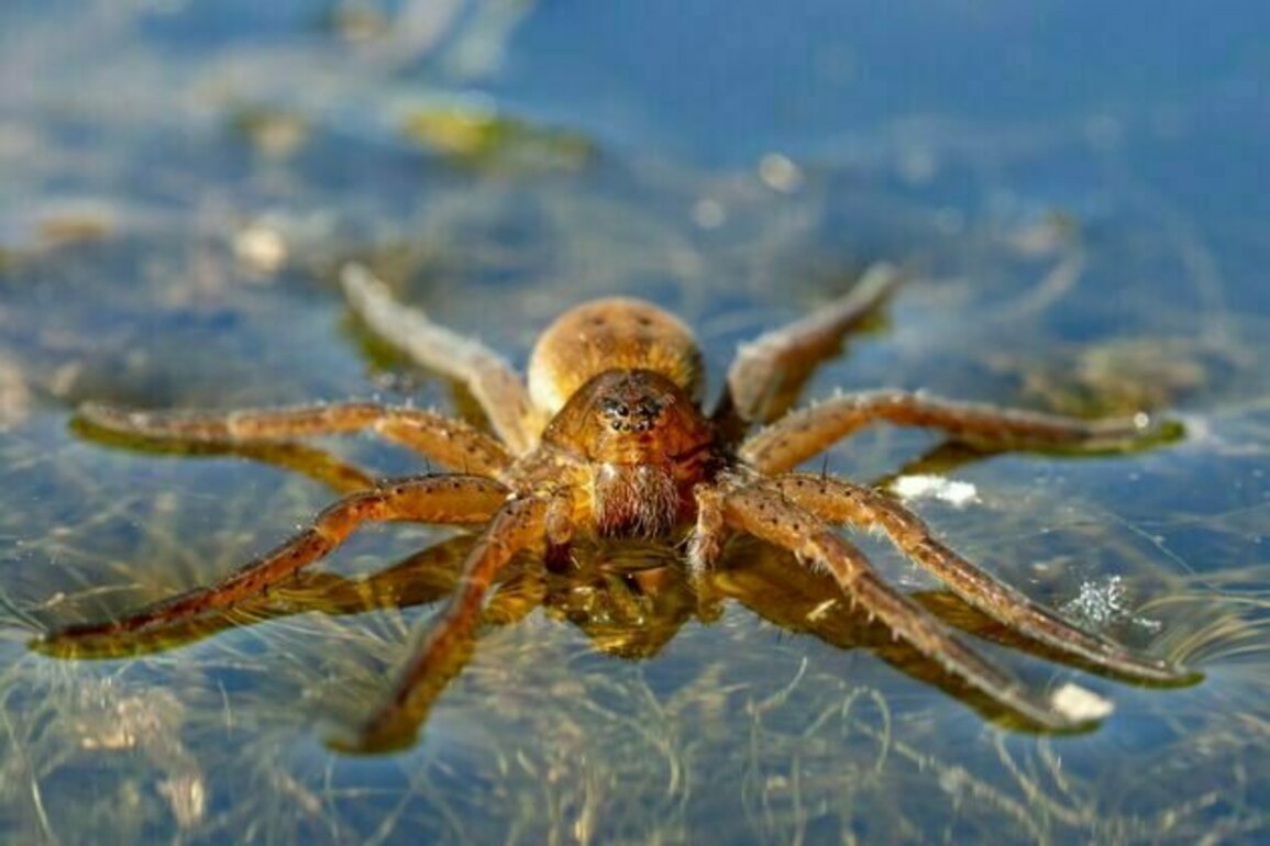 Curious Kids: can spiders swim?
