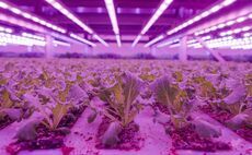 M&S debuts water-saving vertically farmed salads