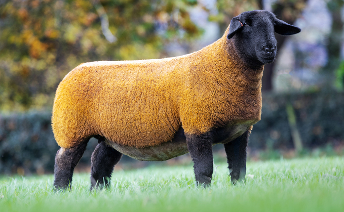 Sportsmans shearling ewe which sold for 40,000gns