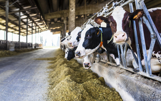 Cows' are a major source of methane emissions | Credit: iStock