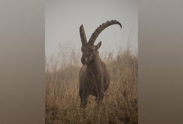 Geneticists discover new wild goat subspecies via ancient DNA: Study