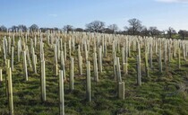 Agroforestry adoption is held back by lack of advice